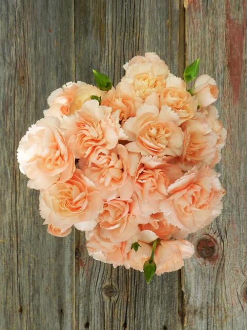 HAMADA PEACH MINI CARNATIONS